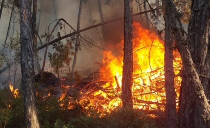 Bursa Harmancık'ta orman yangını!