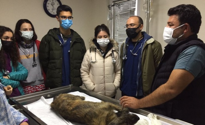 Muğla'da öğrenciler Geçici Hayvan Bakımevi’ni ziyaret etti 