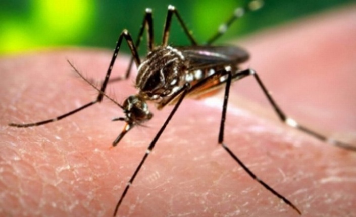 Zika virüsü Hindistan'da yayılıyor