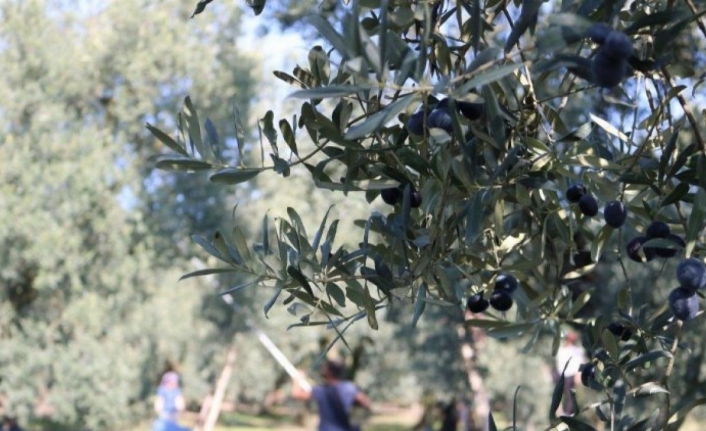 Bursa'dan ölümsüz zeytin ağacına bir tepki de 'İnisiyatif'ten