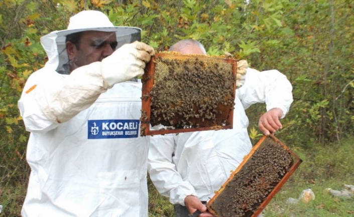 Kocaeli'den arıcılara 55 ton arı yemi