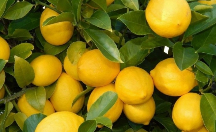 Üretici ile market arasındaki fiyat farkına 'limon' sıkıldı! Limon yüzde 573,6 fark gördü