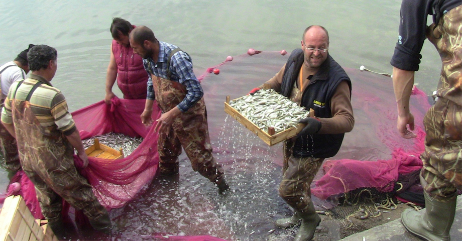İznik Gölünde Gümüş Balığı Bolluğu