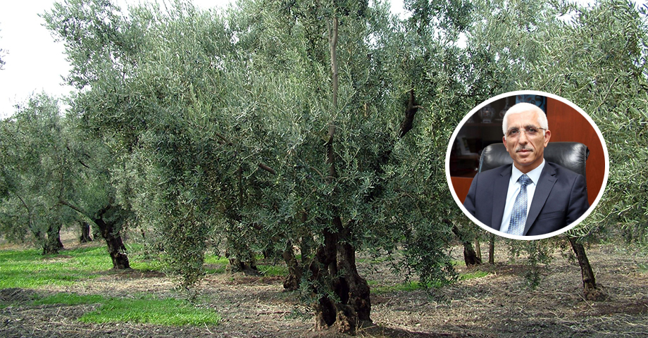 Bursa'da Zeytin Ağacı Envanteri Çıkarılıyor