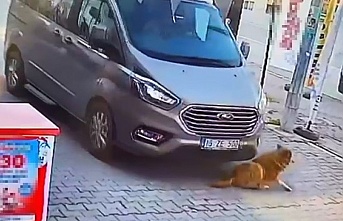 Gemlik'te bir sürücü sokak köpeğini ezip kaçtı!