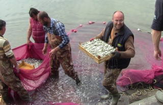 İznik Gölünde Gümüş Balığı Bolluğu