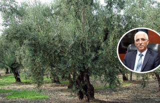 Bursa'da Zeytin Ağacı Envanteri Çıkarılıyor