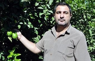 CHP'li Tezcan: "Üretici tüccarın insafına...