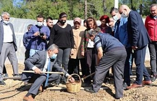 İzmir'de salep üretimi yaygınlaşıyor