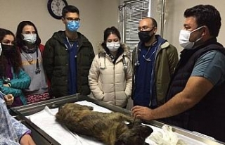 Muğla'da öğrenciler Geçici Hayvan Bakımevi’ni...