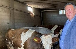 CHP'li Gürer süt üreticilerinin sesi oldu