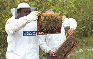 Kocaeli'den arıcılara 55 ton arı yemi