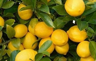 Üretici ile market arasındaki fiyat farkına 'limon'...
