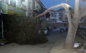 Aydın’da dikkatsiz sürücü asırlık ağaca çarptı!